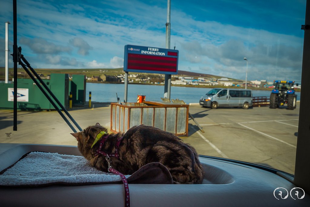 Teddy on the dash in the North Isles Ferry Queue