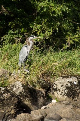 The local Heron seemed impervious to our presence