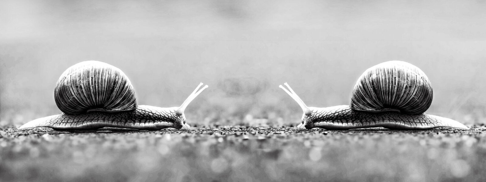 Two Snails Header Image