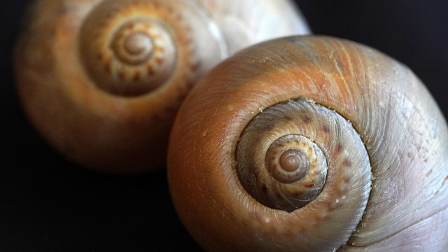 Deux Escargots